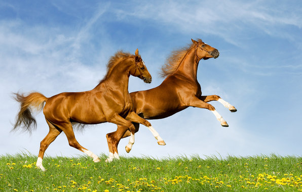 Лошади - конь, животные, лошадь - оригинал