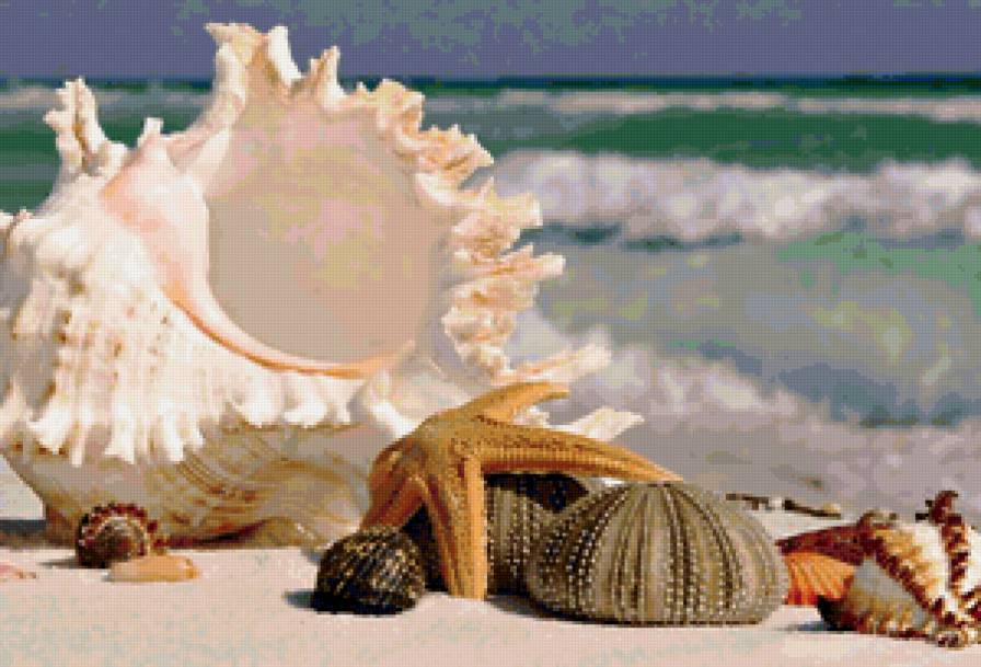 №141379 - море, ракушки, лето - предпросмотр