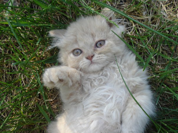 Тима - оригинал