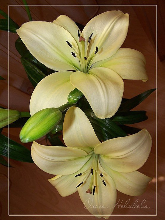 Лилии - цветы - оригинал