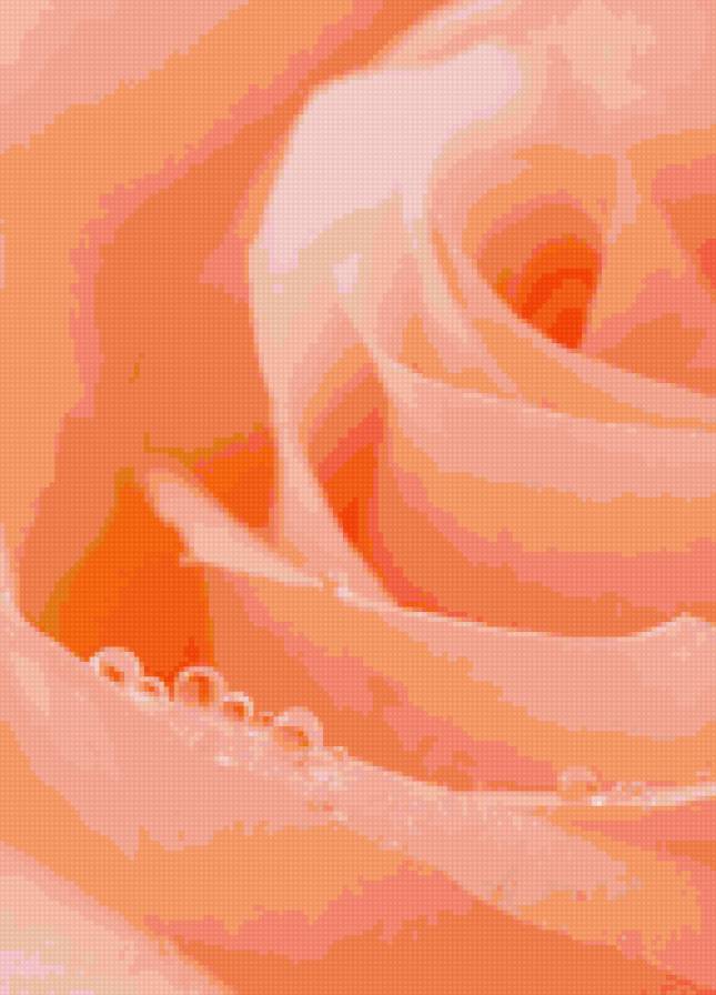 нежная роза - предпросмотр