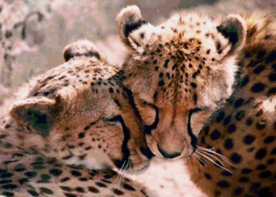 Дикие кошки - Гепарды - гепард, хищник, животные, кошка, большие кошки - предпросмотр