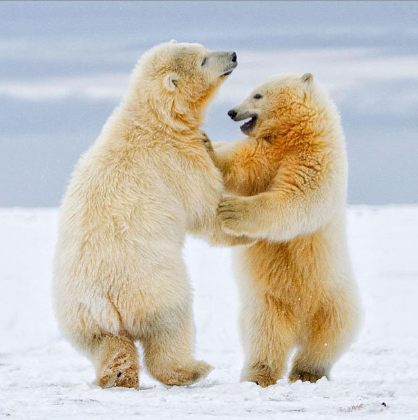 Белые мишки - животные, медвди - оригинал