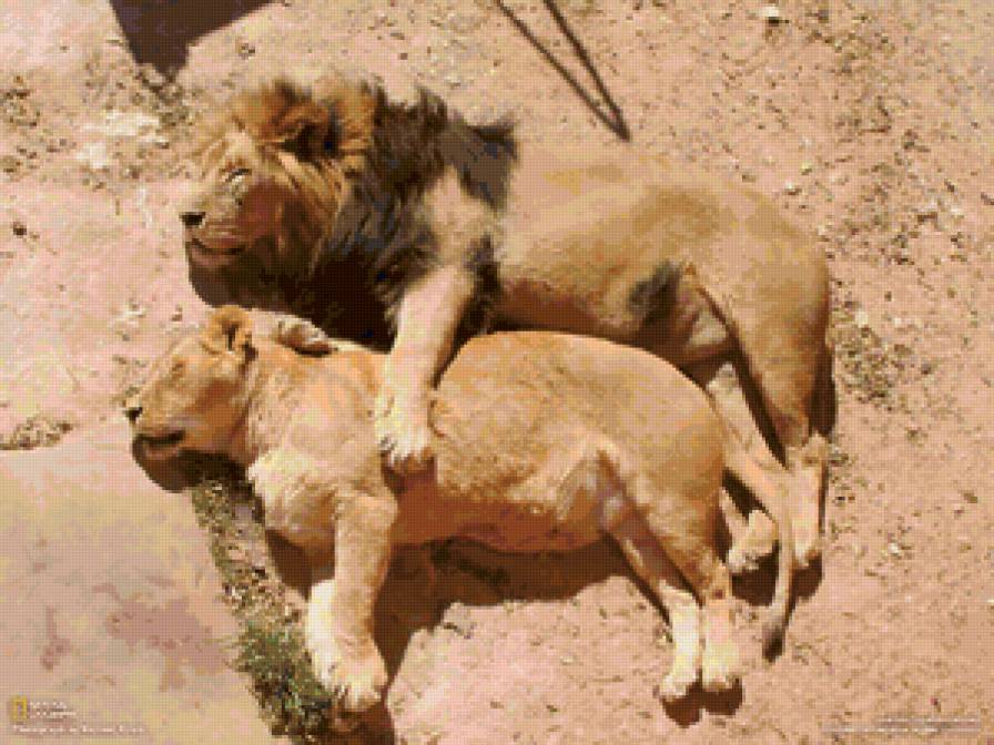Любовь - лев, животные - предпросмотр