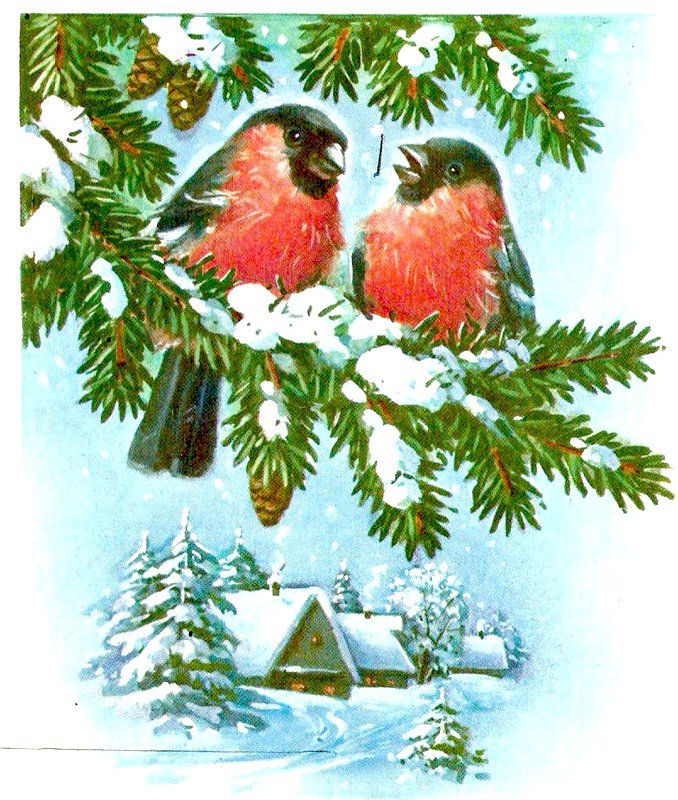 снегири - открытка, зима, снегири - оригинал