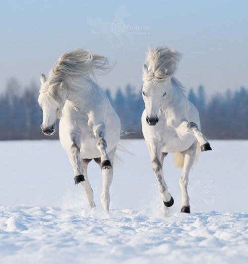 белые скакуны - зима, белое, лошади - оригинал