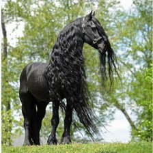 Оригинал схемы вышивки «черный конь» (№142131)