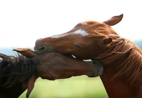 пара лошадей - пара, лошади, любовь - оригинал