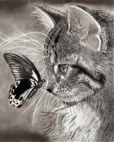 котенок и бабочка - котенок, животные, красота, картина - оригинал