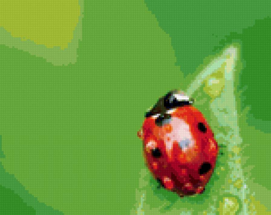божья коровка - насекомые - предпросмотр