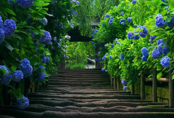 гортензия - пейзаж - оригинал