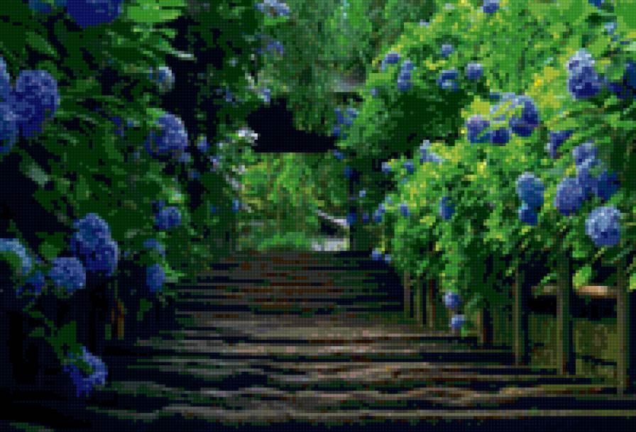 гортензия - пейзаж - предпросмотр