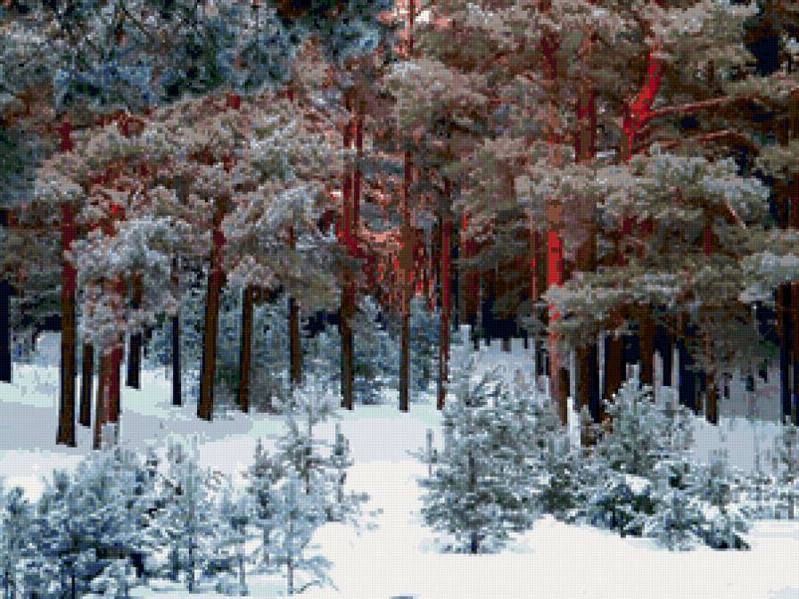 зимнее утро в лесу - восход, лес, зима - предпросмотр