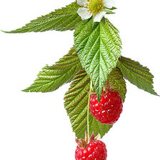 Схема вышивки «№142750»