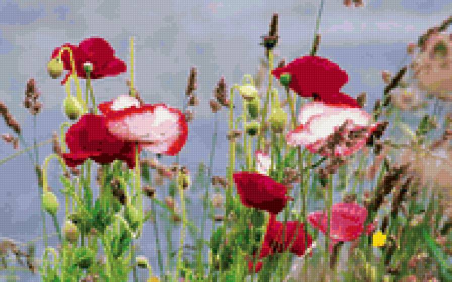 Цветы - природа, пейзаж, поля, цветы - предпросмотр