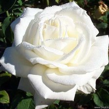 Оригинал схемы вышивки «Белая роза» (№142808)