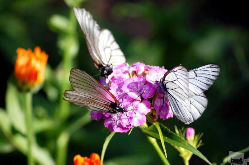 бабочки - природа - оригинал