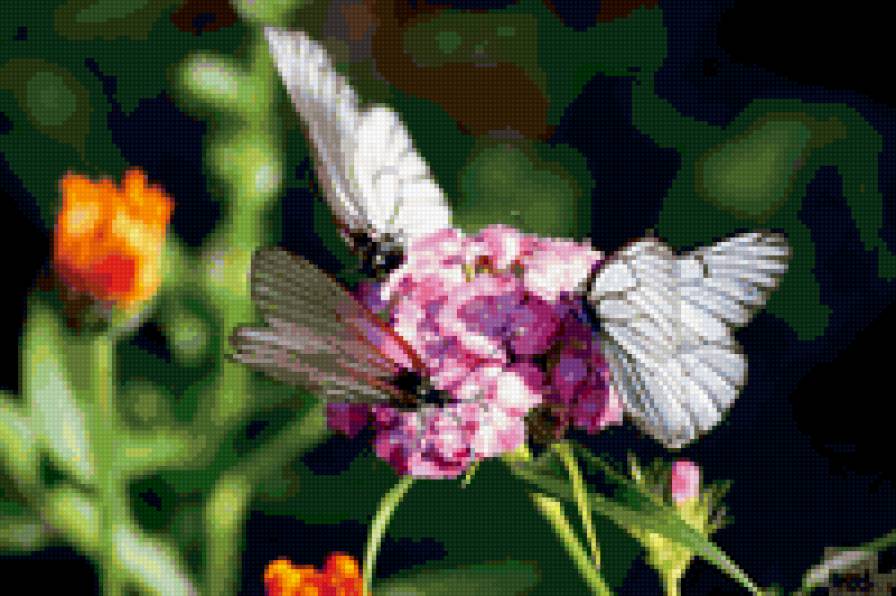 бабочки - природа - предпросмотр