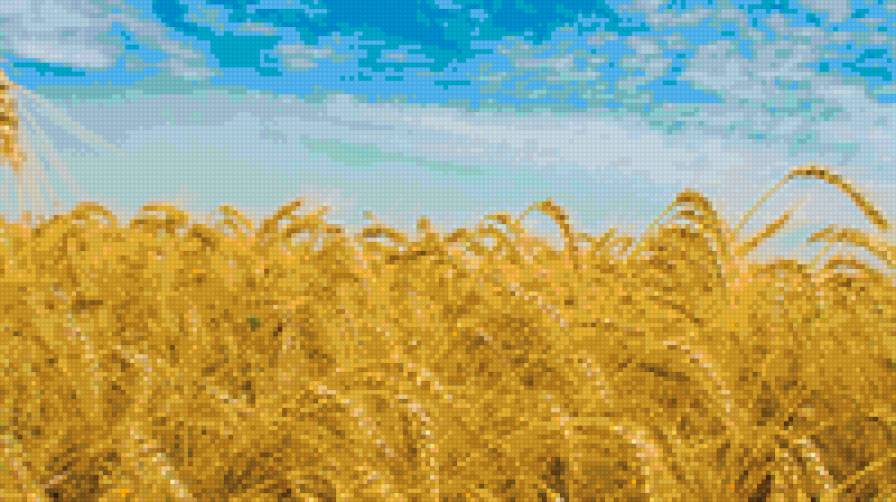 Поле - цветы, поля, природа, пейзаж - предпросмотр