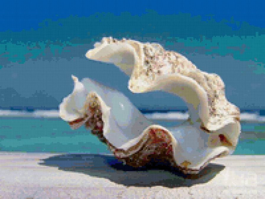 Ракушка - пейзажи, природа - предпросмотр