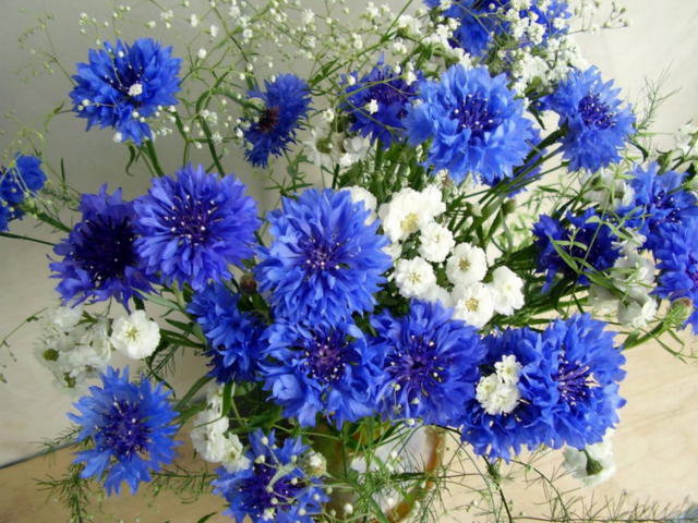 васильки - букет, цветы - оригинал
