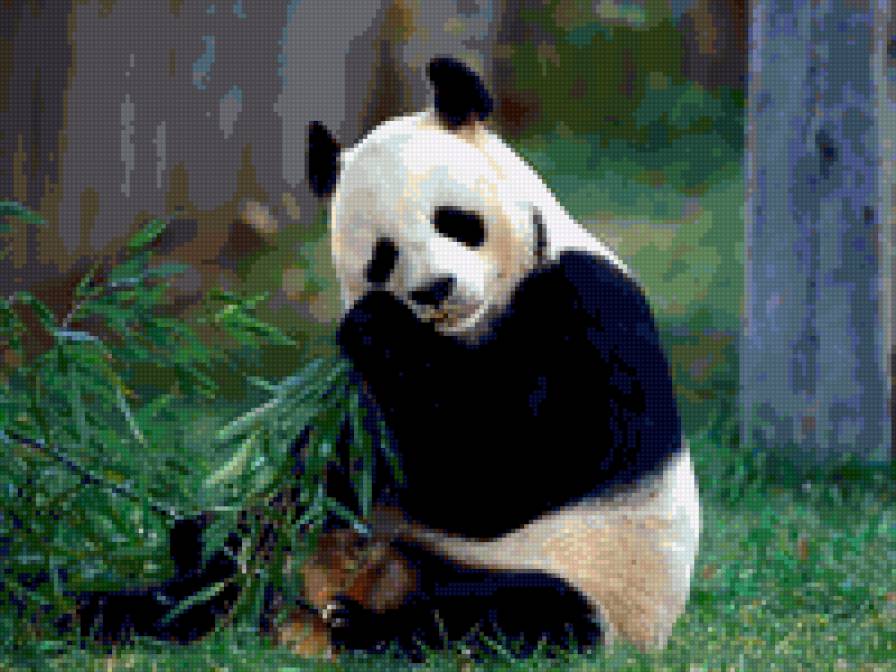 Панда - панда - предпросмотр