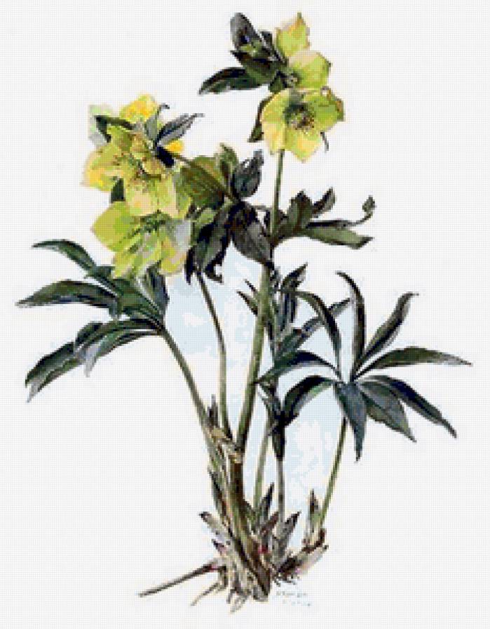 Brenda Moore - предпросмотр