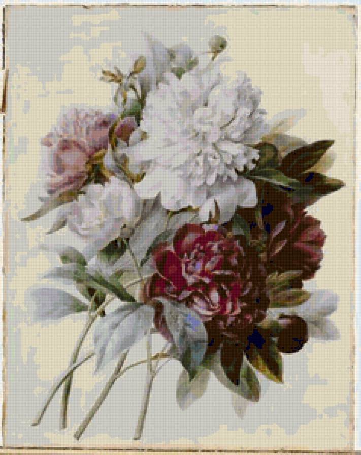 Pierre Joseph Redoute - предпросмотр