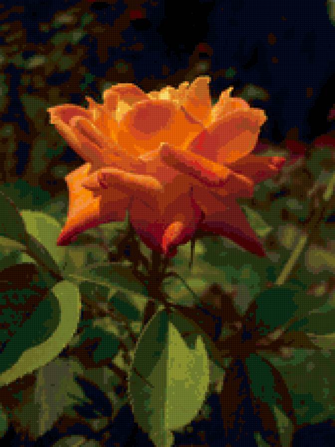 солнечная роза - цветы, роза - предпросмотр