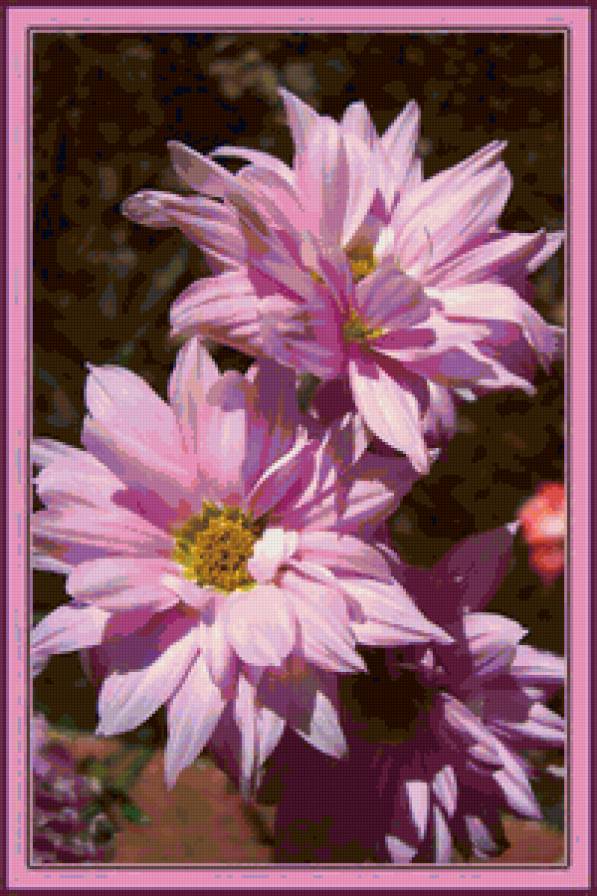 розовая мечта - весна, природа, астра, цветы - предпросмотр