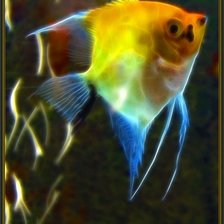 волшебная рыбка