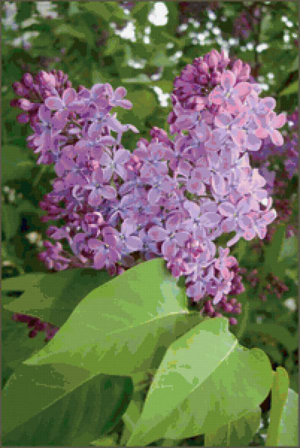 цветущая сирень - цветы, природа, сирень, весна - предпросмотр