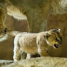 Схема вышивки «львы»