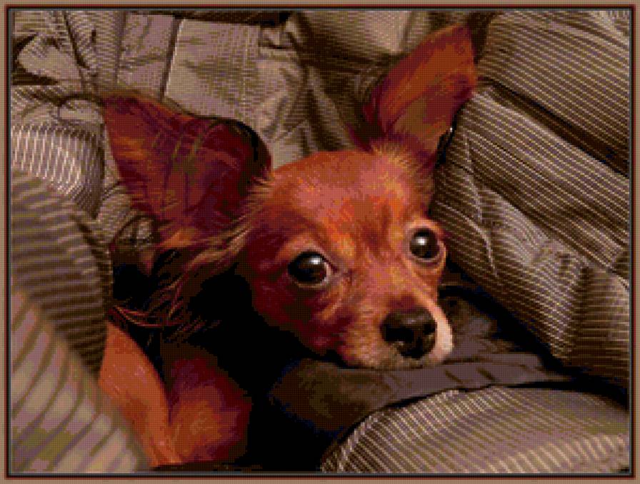 Люси - той-терьер, собаки, животные - предпросмотр