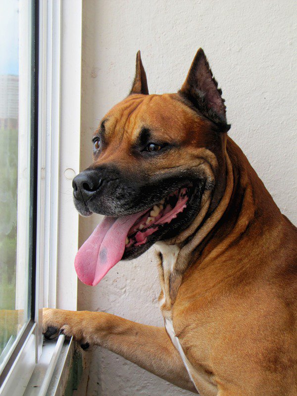 Гранд - собаки, животные, амстафф - оригинал