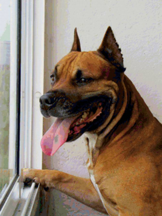 Гранд - животные, собаки, амстафф - предпросмотр