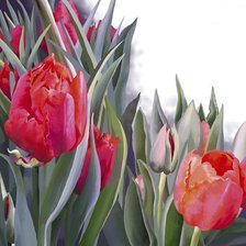 Схема вышивки «тюльпаны»