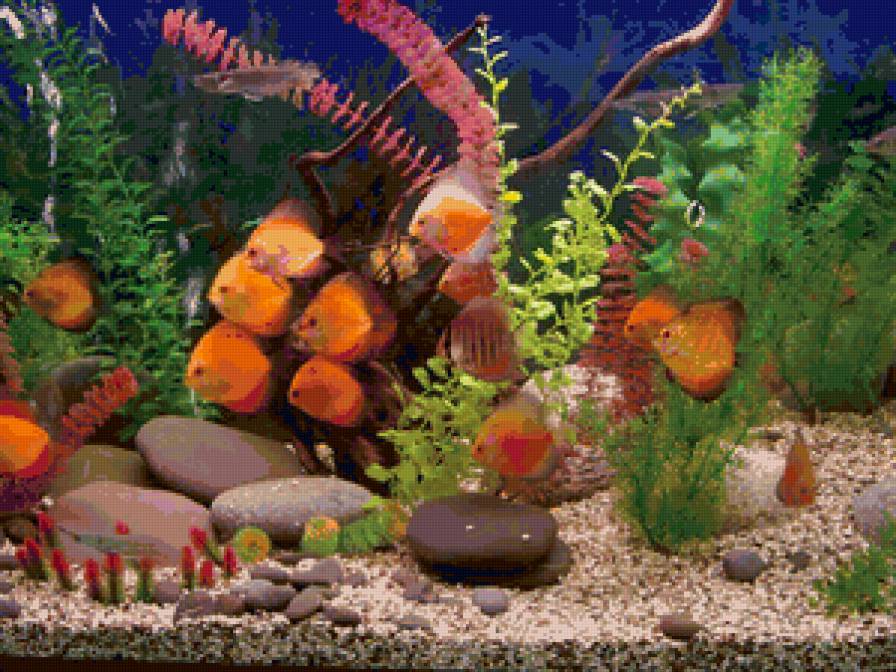 аквариум - рыбки, аквариум, дискусы, природа - предпросмотр