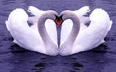 Лебеди - лебеди, верность, любовь - оригинал