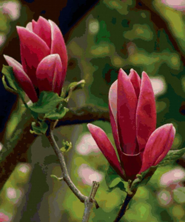 Магнолия розовая - цветы, аромат, весна, красота - предпросмотр