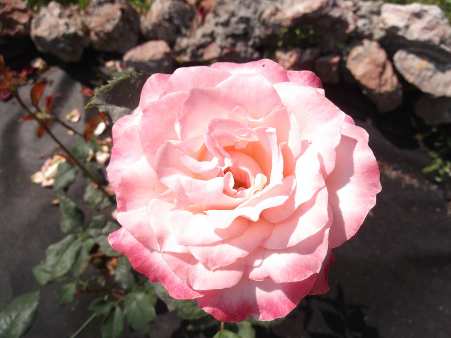 Роза - природа, цветок, роза - оригинал