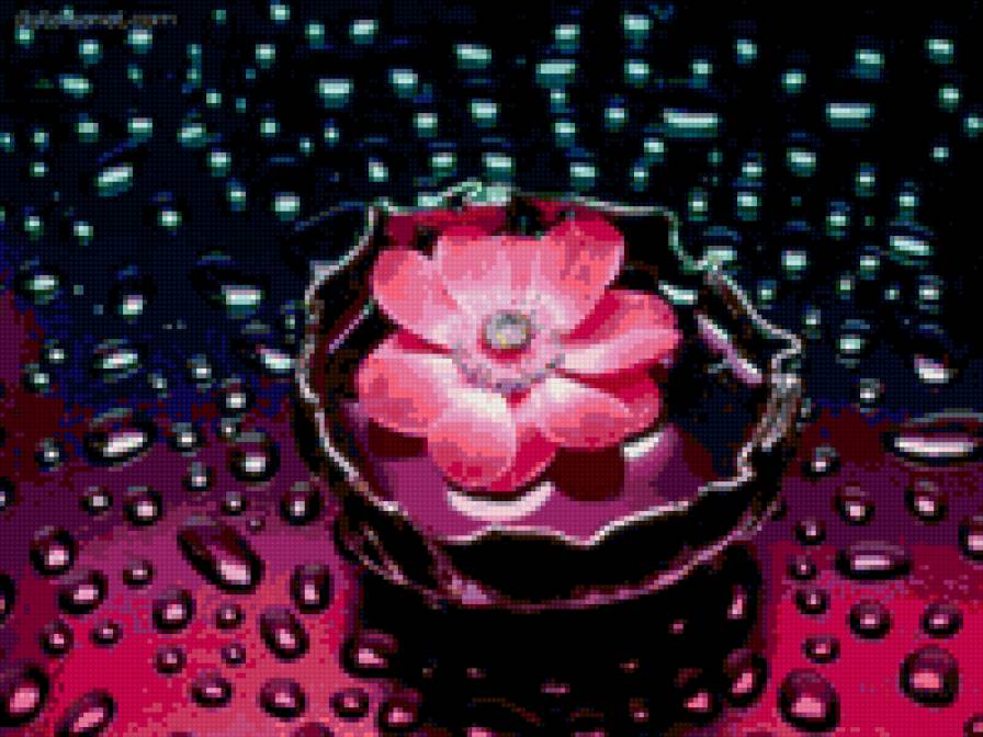 Волшебный цветок - цветы, красота, капли - предпросмотр