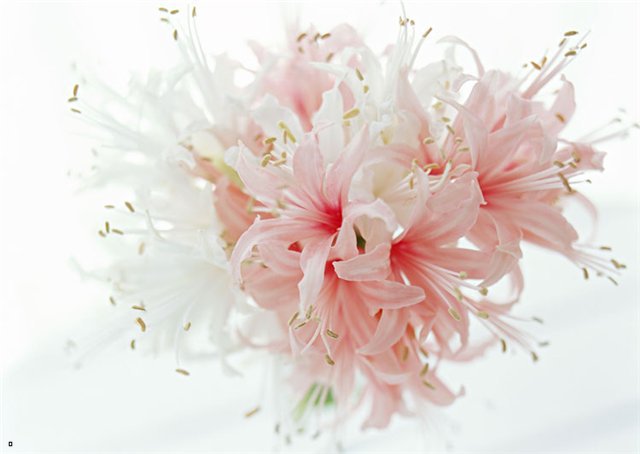 Букет - цветы, букет, нежность - оригинал