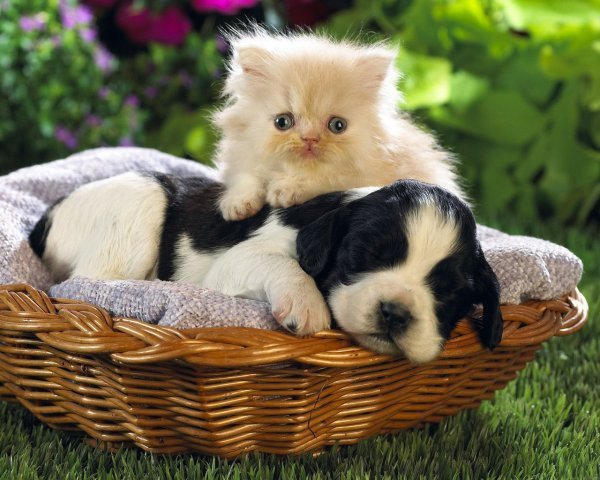 Котенок и щенок - нежность, щенок, котенок, красота, животные - оригинал