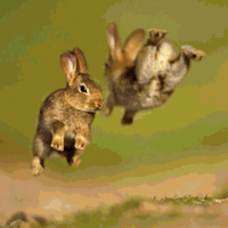 Прыгающие кролики - кролик, животные - предпросмотр