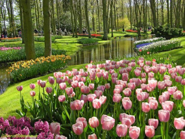 Пейзаж с тюльпанами - тюльпан, тюльпаны, пейзаж, цветы, природа - оригинал