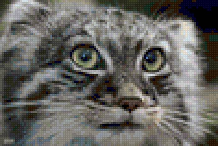 Манул - дикий кот - дикий кот, кот, кошки, манул - предпросмотр