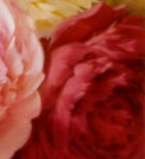 закладка для книг Пионы