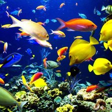 Схема вышивки «Морской свет»