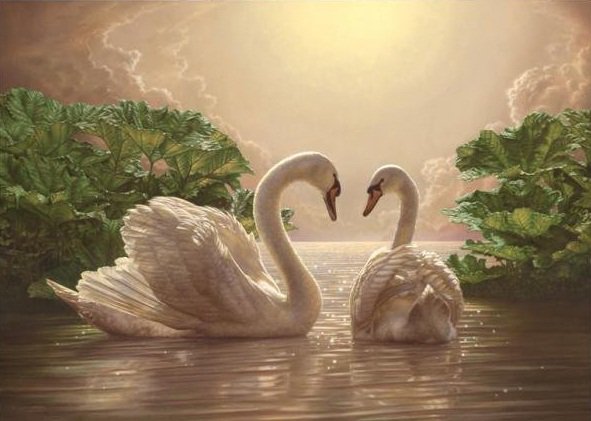 Лебеди - птицы, любовь, вода, нежность, закат - оригинал